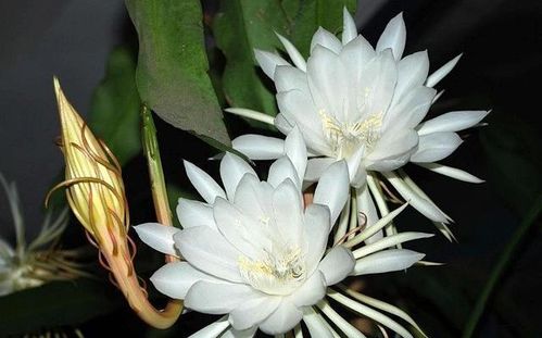 昙花谢后叶落谁家