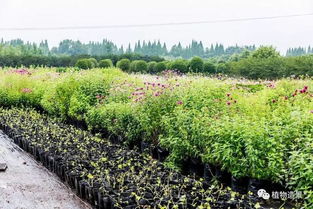 矮牵牛、 洋桔梗，室内外的Zui佳伴侣