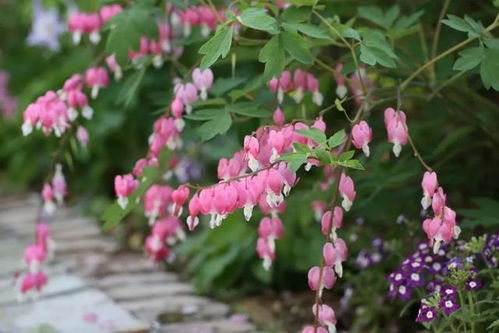 多年生花品种推荐列表