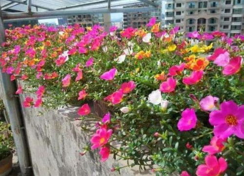 夏日养花小贴士：如何让花卉在高温多雨中茁壮成长？