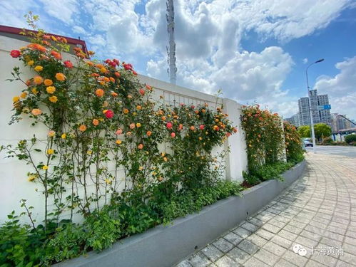 地被月季：绿意盎然的覆盖者