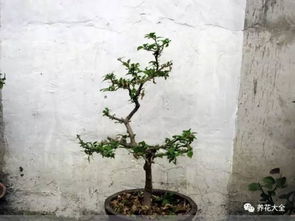 牡丹修剪：先剪枝干