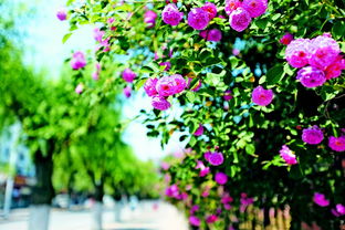 凌晨三点的秘密花园