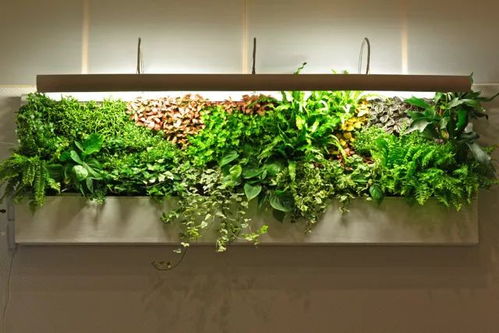 爬藤植物种类繁多，打造绿植墙