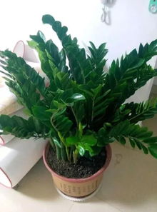 一、绿萝，那可是绿油油的宝贝