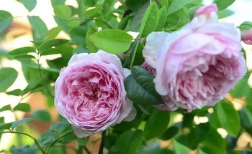 月季盆栽修剪原则与具体方法