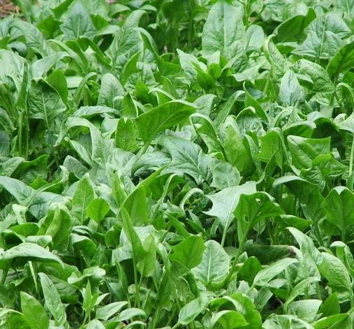 菠菜，大白菜，这些蔬菜不打农药Neng行吗？