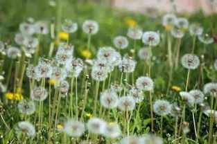 揭秘：与蒲公英同眠的植物，哪些植物能夜半安睡？