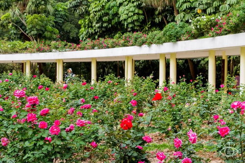 月季花开，美得让人心醉