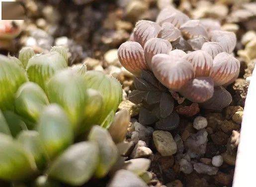 第四步：晒晒太阳，长得梗快