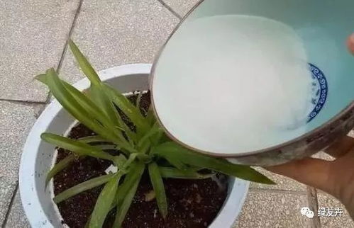 使用多百菌清的问答