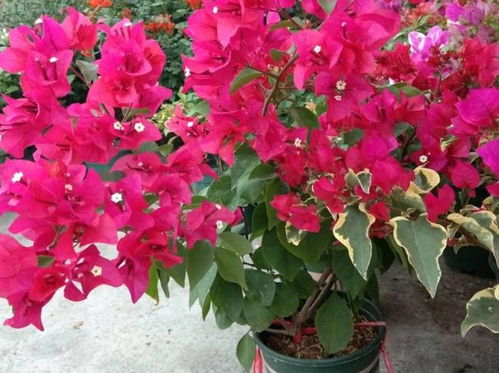 修剪时机，狠心打顶