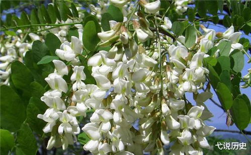 观察枝干：树木的粗细与高度