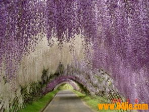 下手有度， 别把紫藤剪成“光杆司令”