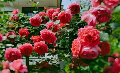 藤本月季的常见病虫害