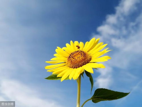 山樱草花开，慈悲世界能否因一朵花而变得更加美好