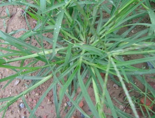 一亩地除草剂用水量揭秘