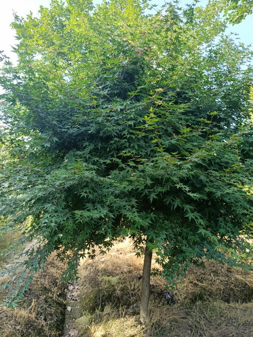 惯与鸡爪槭的小秘密