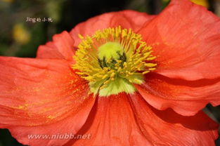 春天草本植物开花大集合