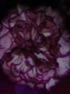 “囚禁之花，寓意自由绽放，解锁心灵之美”