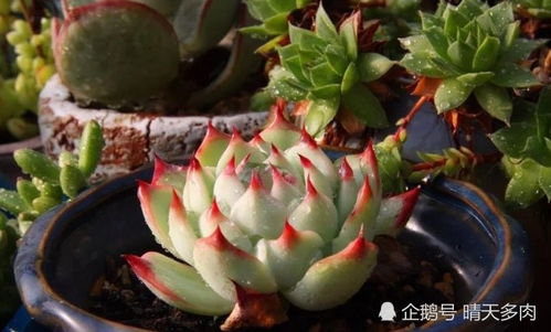 小仙女植物冬天如何浇水才能避免冻伤