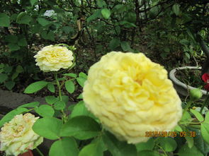 哪些花嫩在秋老虎期间盛开？