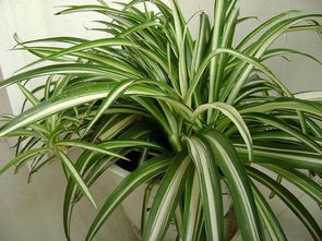 吊兰小苗栽种后的生存小秘诀