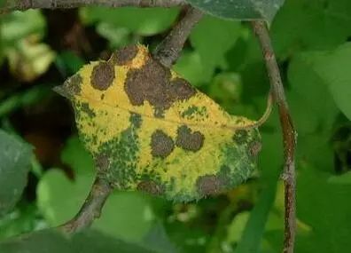 醚菌酯：对抗介壳虫的新希望