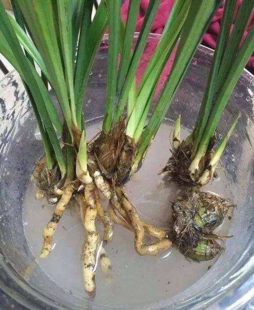 睡莲分株时如何根据植株生长情况选择最佳分株时机和技巧