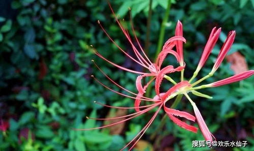 彼岸花高清图，绝美瞬间藏何处