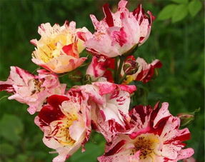 爱丽：淡雅清新的代表