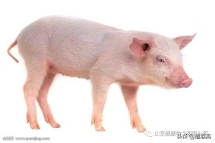 败血症康复后吃什么好？猪败血症症状图片用什么药治疗？