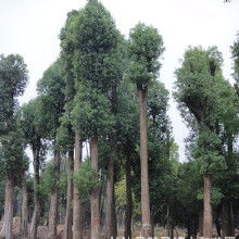 四十公分香樟树的价格