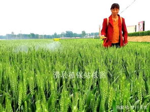 甲霜灵锰锌防治小麦赤霉病，雨前雨后使用效果如何？