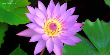 睡莲叶子，美丽又神秘