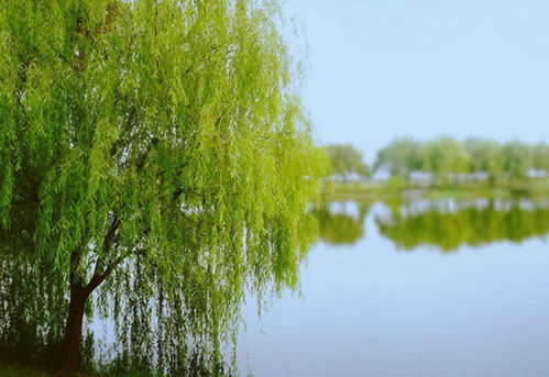 柳树寓意生机与希望，风水观念强调其带来好运和繁荣