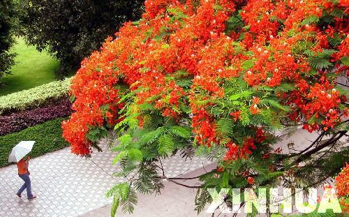 其他春天开花树