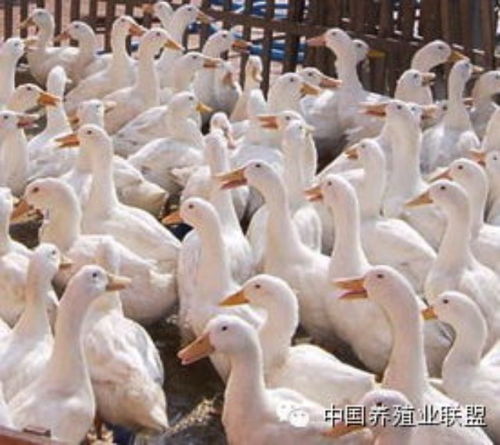 春季育雏，八大关键