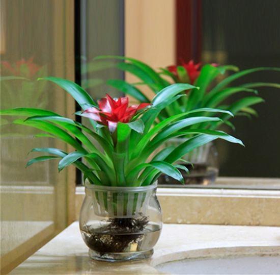 容器选择：透明玻璃好观察