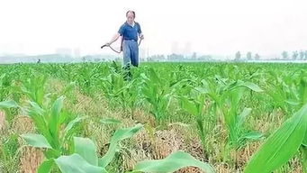 施肥的Zui佳时间