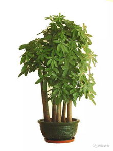 发财树与幸福树，观叶植物