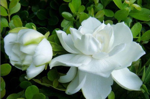 栀子种子的种植注意事项