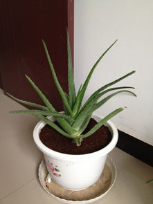 芦荟品种的养殖小经验