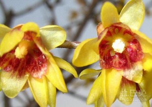 蜡梅的养护：花开不败的秘密