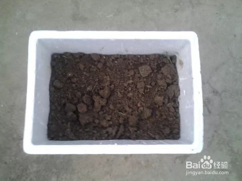 厨余垃圾变宝，养花不求人