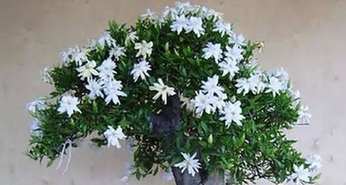 浇水不当，叶子黄得像枯草