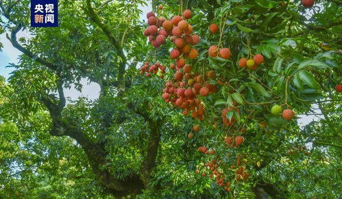 火炬树：适应广、价值高