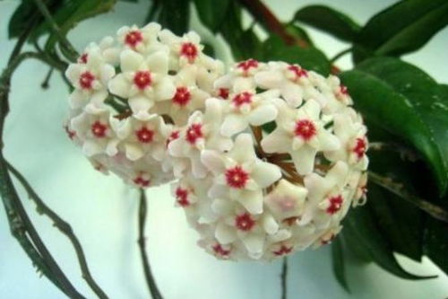 球兰花语：友谊长存
