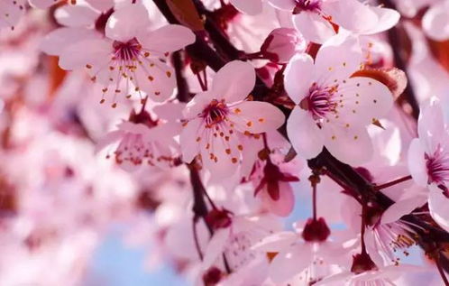 樱花：如雪似霞， 美不胜收