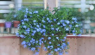 蓝雪花，盛夏的绝活